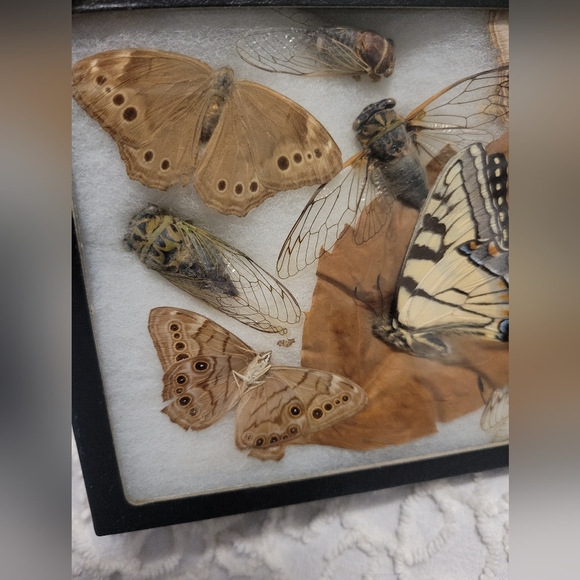 Dried Preserved Real Butterfly Moth Insects Oddity Earth Garden Natural - Picture 3 of 13